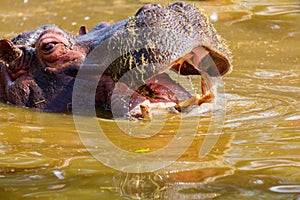 Common Hippopotamus.
