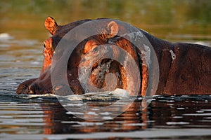 The common hippopotamus Hippopotamus amphibius,hippo, portrait of a male in the foamy water