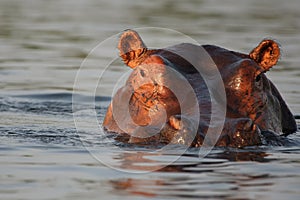 The common hippopotamus Hippopotamus amphibius, or hippo ,portrait of a hippo in water