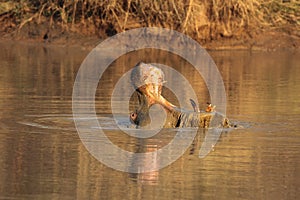 The common hippopotamus Hippopotamus amphibius or hippo is threatening with open jaws full of long sharp teeth from water dam in