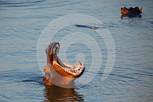 The common hippopotamus Hippopotamus amphibius or hippo is warning by open jaws and swimming in the middle of lake in beautiful