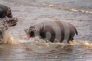Common hippopotamus chases away another in river