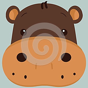 common hippopotamus herbivore mammal animal face