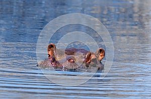 Common hippopotamus hippo swimming and splashing water in Namibia
