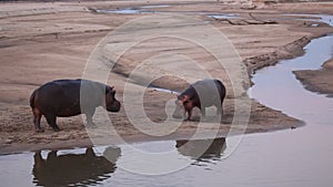 The common hippopotamus Hippopotamus amphibious, adult with child.