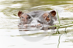 A common hippopotamus, Hippopotamus amphibius, glides through the water in South Africa