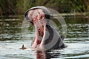 The common hippopotamus Hippopotamus amphibius, or hippo aggressive with its mouth open. Big hippo muzzle in the water