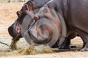 Common hippopotamus, hippopotamus amphibius, or hippo is common to Africa.