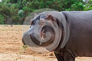 Common hippopotamus, hippopotamus amphibius, or hippo is common to Africa.