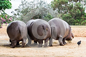 Common hippopotamus, hippopotamus amphibius, or hippo is common to Africa.