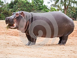 Common hippopotamus, hippopotamus amphibius, or hippo is common to Africa.