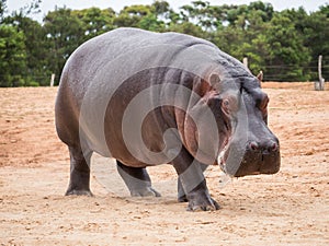 Common hippopotamus, hippopotamus amphibius, or hippo is common to Africa.