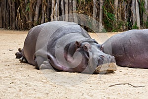 Common hippopotamus, hippopotamus amphibius, or hippo is common to Africa.