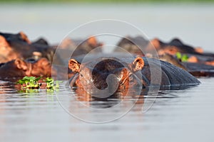 The common hippopotamus Hippopotamus amphibius, or hippo a group of hippos in the water, next to the largest hippopotamus clump