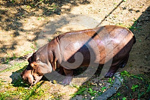 The common hippopotamus, Hippopotamus amphibius, or hippo, is a large, mostly herbivorous, semiaquatic mammal native to