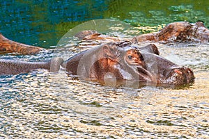 Common hippopotamus Hippopotamus amphibius or hippo in water