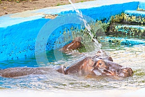 Common hippopotamus Hippopotamus amphibius or hippo in water