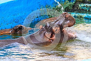 Common hippopotamus Hippopotamus amphibius or hippo in water