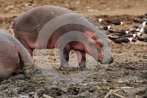 The common hippopotamus Hippopotamus amphibius, or hippo, young hippo on the river bank. A young hippopotamus on the shore, in