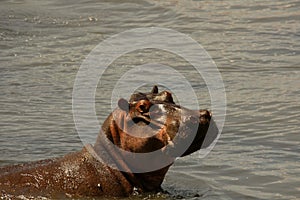 The common hippopotamus Hippopotamus amphibius scared.