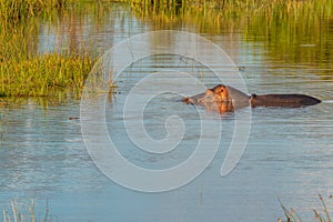 The common hippopotamus Hippopotamus amphibius at sunset, Welgevonden Game Reserve, South Africa.