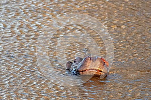 Common Hippopotamus [hippopotamus amphibius] surfacing for air by in a lake in Africa