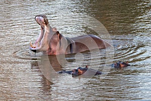 Common Hippopotamus [hippopotamus amphibius] in water displaying tusks while yawning in a lake in Africa