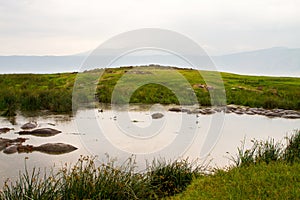 Common hippopotamus (Hippopotamus amphibius) in the water in Ngorongoro