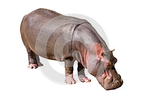 Common hippopotamus isolated on white background