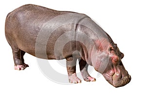 Common hippopotamus isolated on white background