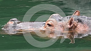 Common hippopotamus take a bath in lake water at nature wildlife. Wild hippo