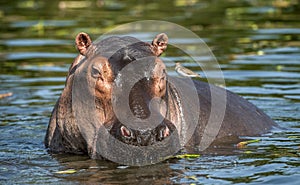 Common hippopotamus in the water.