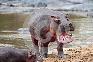 Common hippopotamus in the water Hippopotamus amphibius photo