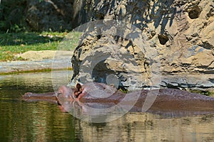 Common hippopotamus in the water. Portrait of an amphibian hippo.