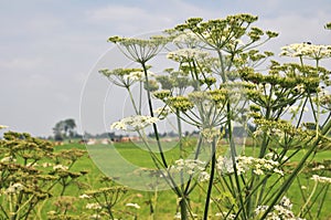 Common Hogweed