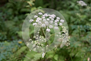 Common hogweed close up