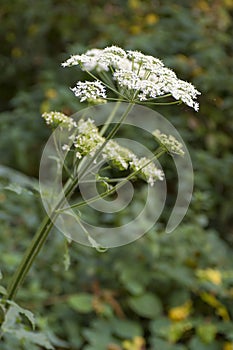 Common Hogweed flowering nearby a forest