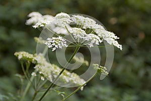 Common Hogweed flowering nearby a forest