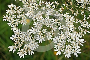 Common hogweed flowers