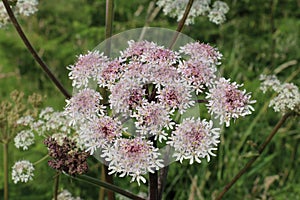 Common Hogweed flowers, Heracleum sphondylium, Cow Parsnip, Eltrot, growing in the British countryside, top view green background