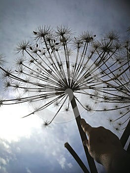 Common hogweed Heracleum sphondylium photo