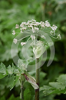 Common Hogweed ,Heracleum sphondylium, flowering umbel. A dangerous plant.