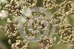 Common Hogweed seed pods fruits, Heracleum sphondylium, Cow Parsnip, Eltrot, close up from above