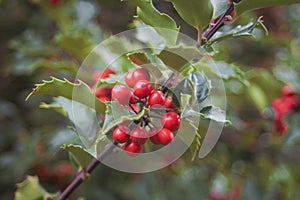 Common holly