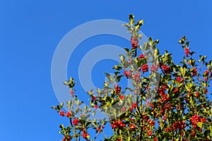 Common holly bush with bright red berries and prickly leaves