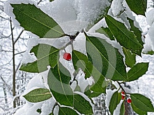 Common holly, English holly, European holly, or occasionally Christmas holly Ilex aquifolium, die EuropÃ¤ische Stechpalme