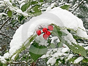 Common holly, English holly, European holly, or occasionally Christmas holly Ilex aquifolium, die EuropÃ¤ische Stechpalme