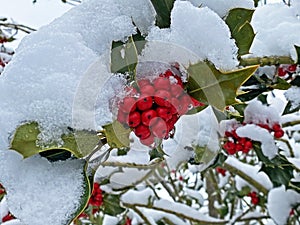 Common holly, English holly, European holly, or occasionally Christmas holly Ilex aquifolium, die EuropÃ¤ische Stechpalme