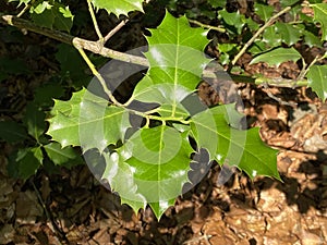 Common holly, English holly, European holly, or occasionally Christmas holly / Ilex aquifolium / die EuropÃ¤ische Stechpalme