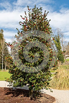 Common holly or Ilex Aquifolium plant in Zurich in Switzerland